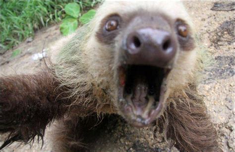 Sloth Rare South American Mammal Funnilogy