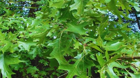 The Ultimate Quercus Durandii Planting Guide Tips For Success