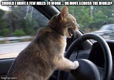 Cat Driving Memes - Imgflip