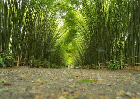 Japanese Bamboo Forest at Arashiyama