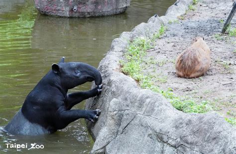 北市動物園馬來貘「貘克」死亡 原因待解剖釐清 生活 中央社 Cna