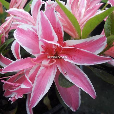 Rhododendron Azalée Persistante Pink Spider Tous Les Arbustes Pépinières Côte Sud Des Landes