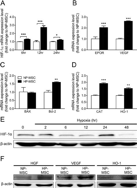 Effects Of Hypoxic Preconditioning On Cytoprotective And Regenerative