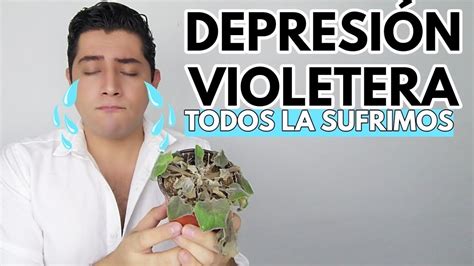 La Tristeza De Las Violetas Africanas Chuyito Jardinero YouTube