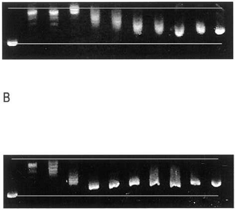 Topo I Mediated DNA Relaxation Cleavage And The Effect Of NLA 3 A And