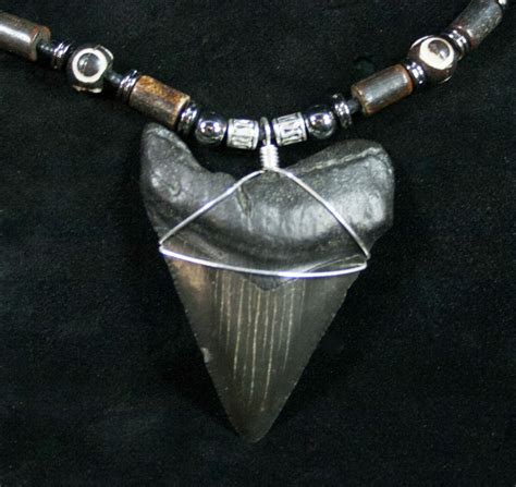 Black Megalodon Tooth Necklace For Sale Fossilera