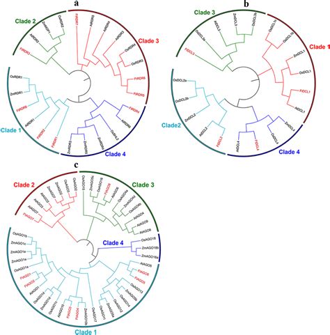 Phylogenetic Analysis Of Tartary Buckwheat RDR DCL And AGO Proteins