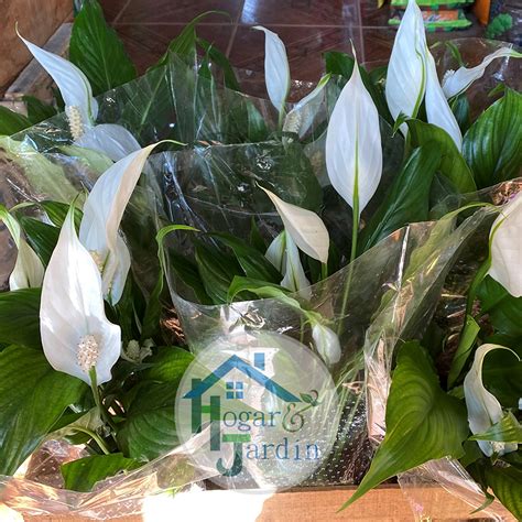 Spathiphyllum Cuna De Moises M Hogarjard N