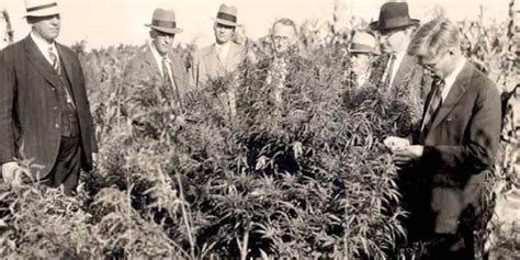 Un Viaje Por La Historia De La Evolución Del Cannabis Medicinal Cbd