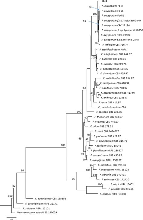 Phylogenetic Tree Of Fusarium Spp Constructed With Its And Ef