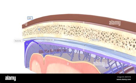 The three layers of meninges are the dura mater, arachnoid mater, and ...