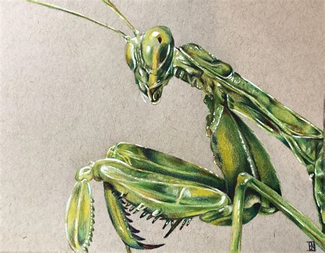 Praying Mantis, Me, Colored Pencil, 2020 : r/Art