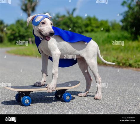 Dog skateboard hi-res stock photography and images - Alamy