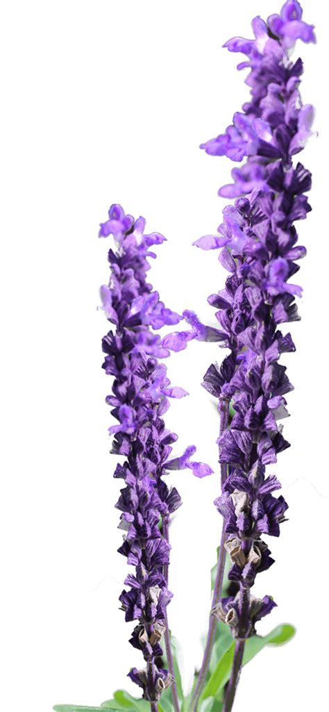 Download Lavender Flower Clip Art Free Lavender Flower Png Free