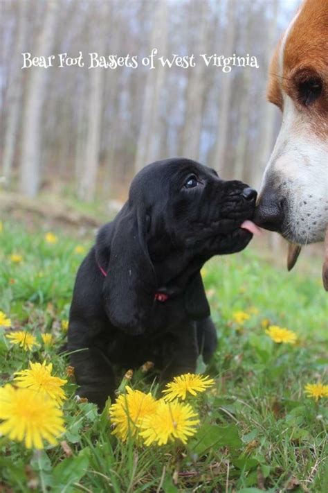 Pin By Jennifer Trivett On Hush Puppy Basset Hound Dog Basset