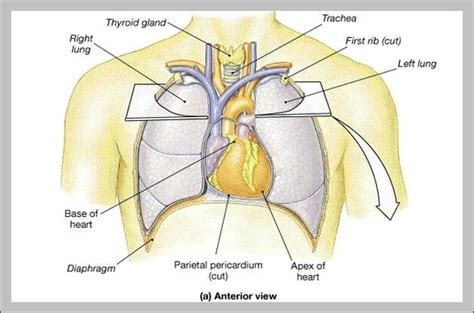 Heart Location In Body Image - Graph Diagram