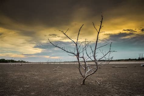 Haggard Tree On Dry Land Stock Image Image Of Nature