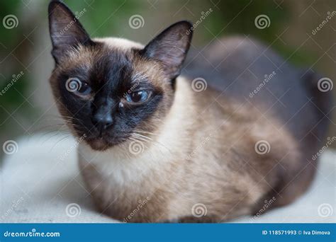 Portrait of the Blue-eyed Siamese Cat Stock Image - Image of close, classic: 118571993