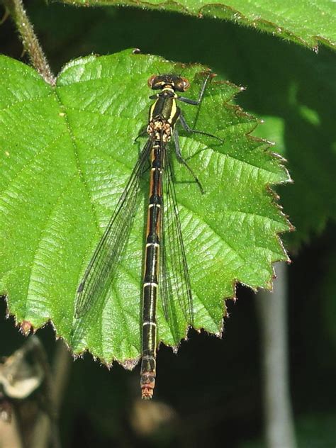 British Damselflies Zygoptera Wildlife Insight