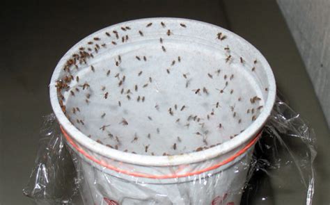 How to make a gnat trap naturally - BigBear Pest Control