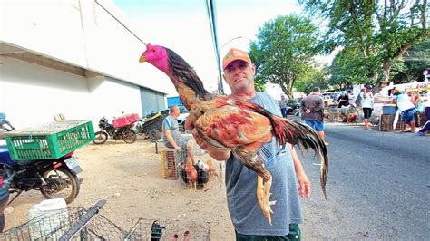 TRADICIONAL FEIRA DAS GALINHAS DE SEGUNDA FEIRA EM ARAPIRACA AL 15