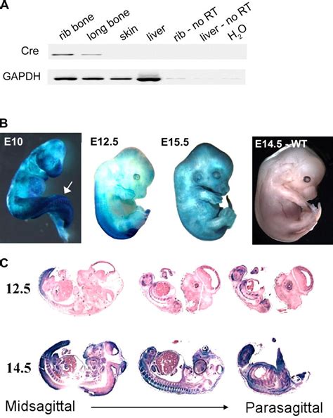 Expression Of Cre Recombinase In Col36 Cretransgenic Mice A Pcr