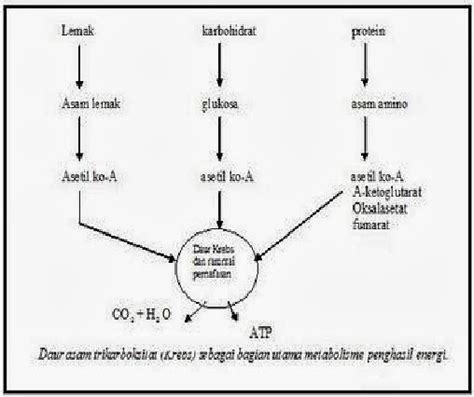 Hubungan Metabolisme Karbohidrat Lemak Dan Protein