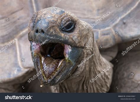 4,187 Turtle Mouth Images, Stock Photos & Vectors | Shutterstock