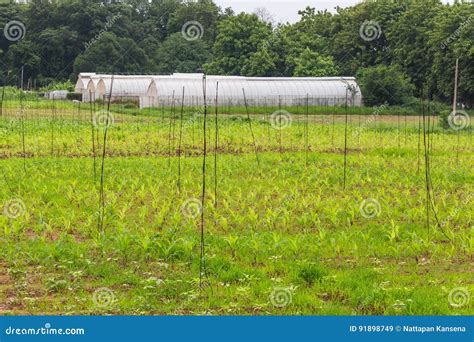 Polythene Tunnel Handmade Greenhouse Stock Image Image Of Crop Green