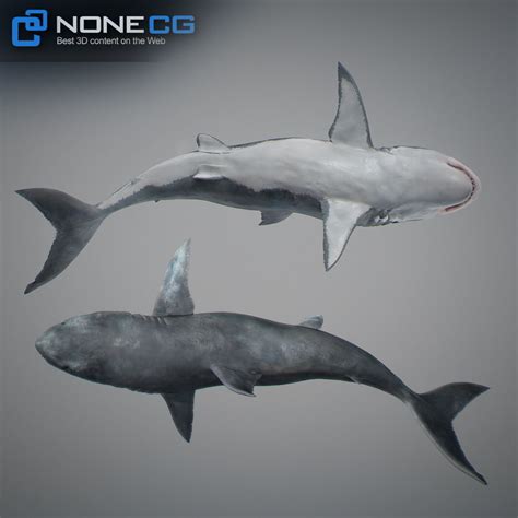 Animated Great White Shark | CGTrader