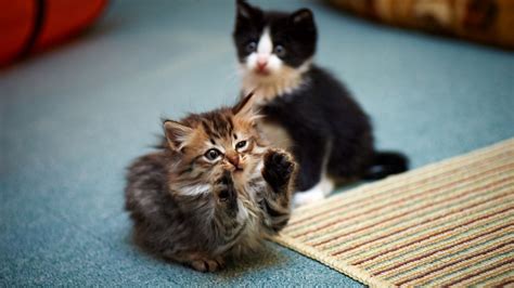 Wallpaper Kittens Couple Playful Cute Hd Picture Image