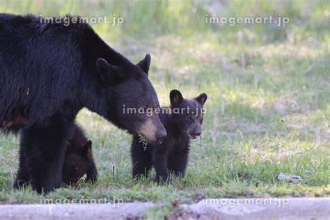 American Black Bear White Cubs Ursus Americanus Jasper National Park