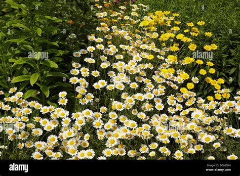 Anthemis Tinctoria Sauce Hollandaise And Yellow Doronicum Flowers In