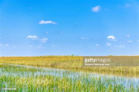 829 Everglades Climate Stock Photos, High-Res Pictures, and Images ...