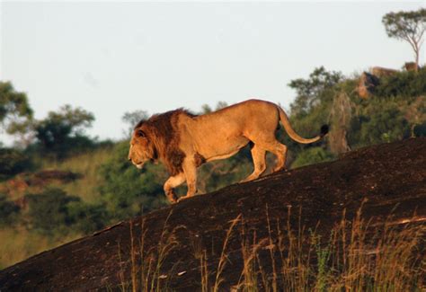 The Best Places To See Lions In Uganda