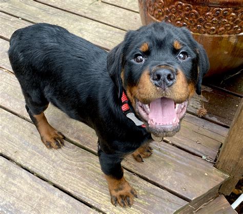 Guardian Rottweilers