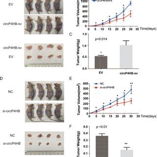 Circp Hb Promotes Luad Tumor Growth In Vivo Xenograft Tumor Models