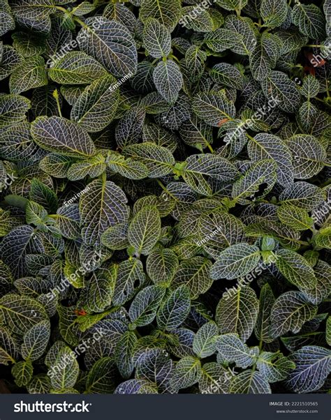 Fittonia Nerve Plant Leaves Houseplant Mosaic Stock Photo 2221510565