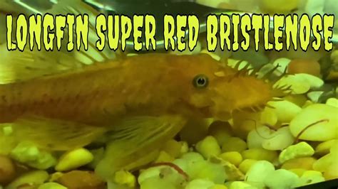 LONGFIN SUPER RED BRISTLENOSE PLECOSTAMUS Ancistrus Sp YouTube