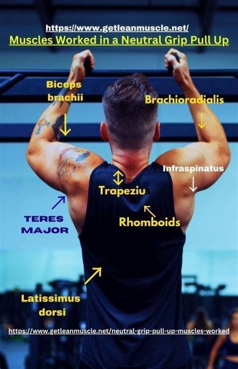 Neutral Grip Pull-Up - Muscles Worked: An Overview | Medium