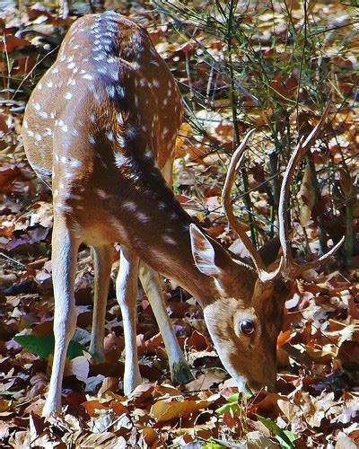 Male Chital Or Spotted Deer Axis Axis Bandhavgarh Tiger Flickr