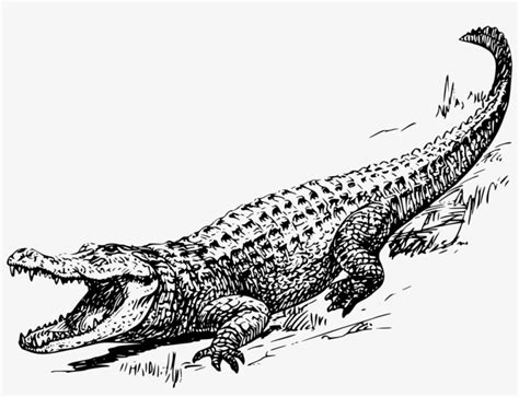 Alligator Drawing Black And White Crocodile Png Image Transparent