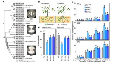 Molecular Plant 根系分泌物介导的植物种间互作塑造了根际微生物组抑病力 知乎