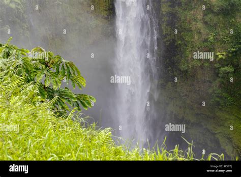 Tropical Vegetation At The Akaka Falls State Park Big Island Hawaii