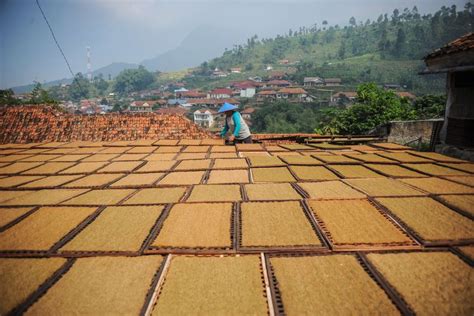 Foto Akrindo Minta Pemerintah Evaluasi Rencana Kenaikan Cukai Hasil