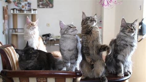 Funny Maine Coon Kittens Sit On The Table Stock Video Video Of Fluffy