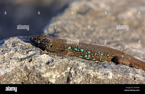 Atlantic Lizard Gallotia Atlantica Male Sunbathing On A Rock Canary