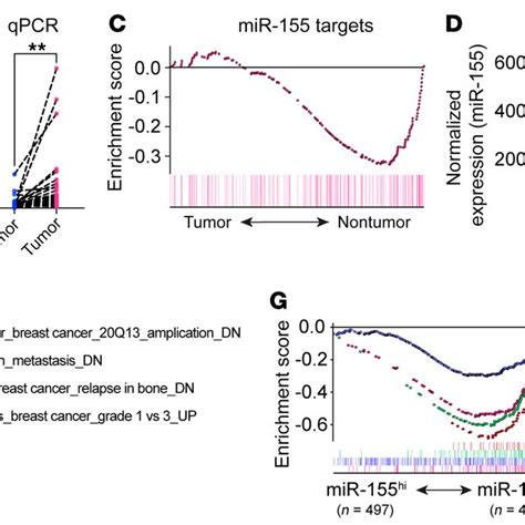 Mir 155 Expression Levels In Breast Tumors Are Associated With Disease