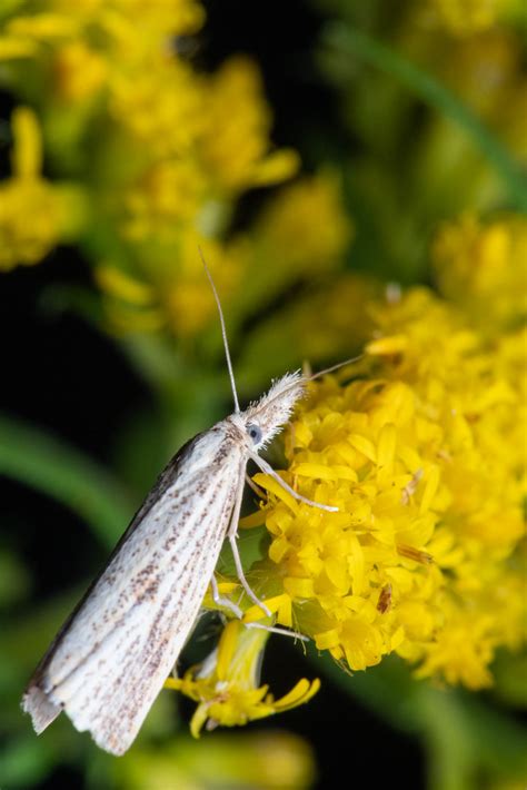 Grass Veneers And Allies Genus Agriphila Isaac M Flickr