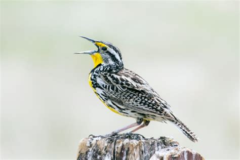 Western Meadowlark Singing Stock Photo Download Image Now Istock